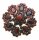 Brosche m. Granat Gold 585 Granatbrosche XXL Gelbgold Damen 14kt 3024/5GR