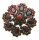 Brosche m. Granat Gold 585 Granatbrosche XXL Gelbgold Damen 14kt 3024/5GR